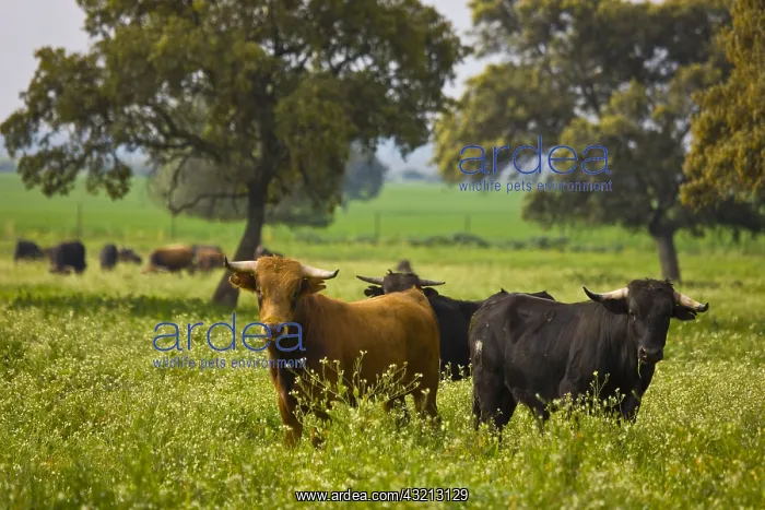 : Bulls in a meadow in Andalusia Spain : Bulls in a meadow in Andalusia Spain