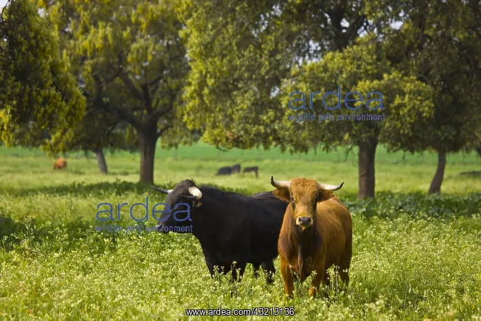 : Two Bulls in a meadow in Andalusia Spain : Two Bulls in a meadow in Andalusia Spain