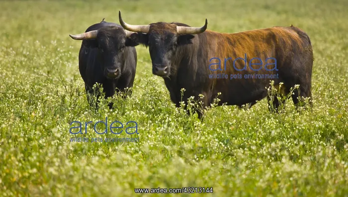 : Bulls in a meadow in Andalusia Spain : Bulls in a meadow in Andalusia Spain
