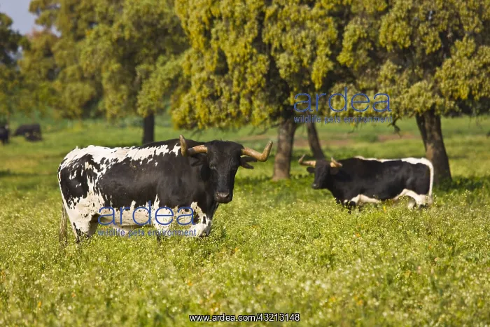 : Bulls in a meadow in Andalusia Spain : Bulls in a meadow in Andalusia Spain