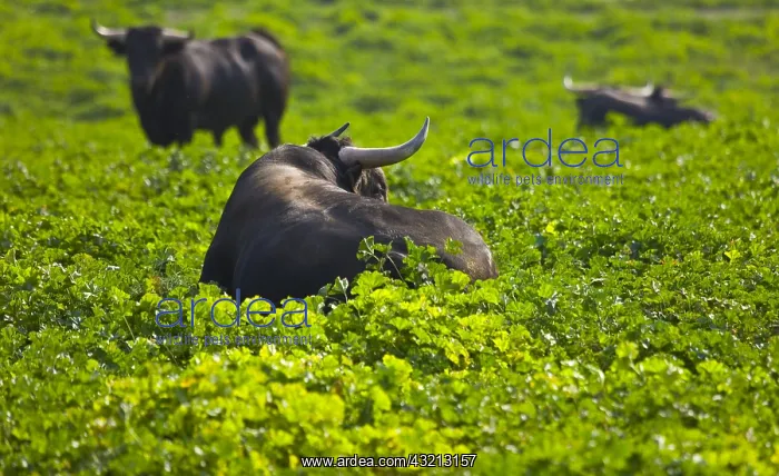 : Bulls in a meadow in Andalusia Spain : Bulls in a meadow in Andalusia Spain