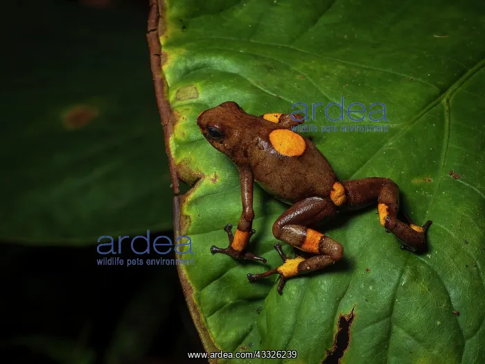 : bullseye Poison-frog (Oophaga histrionica), oran : bullseye Poison-frog (Oophaga histrionica), oran