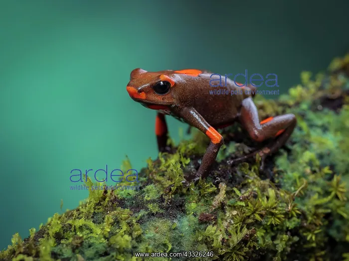 : bullseye Poison-frog (Oophaga histrionica), oran : bullseye Poison-frog (Oophaga histrionica), oran