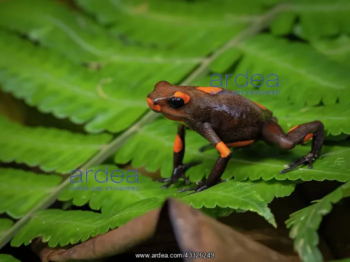 : bullseye Poison-frog (Oophaga histrionica), oran : bullseye Poison-frog (Oophaga histrionica), oran