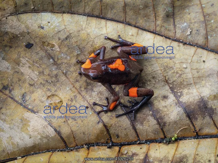 : bullseye Poison-frog (Oophaga histrionica), oran : bullseye Poison-frog (Oophaga histrionica), oran
