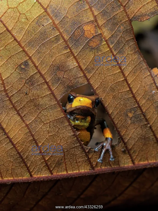 : bullseye Poison-frog (Oophaga histrionica), oran : bullseye Poison-frog (Oophaga histrionica), oran