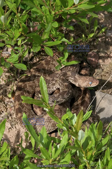: The Bullsnake : The Bullsnake