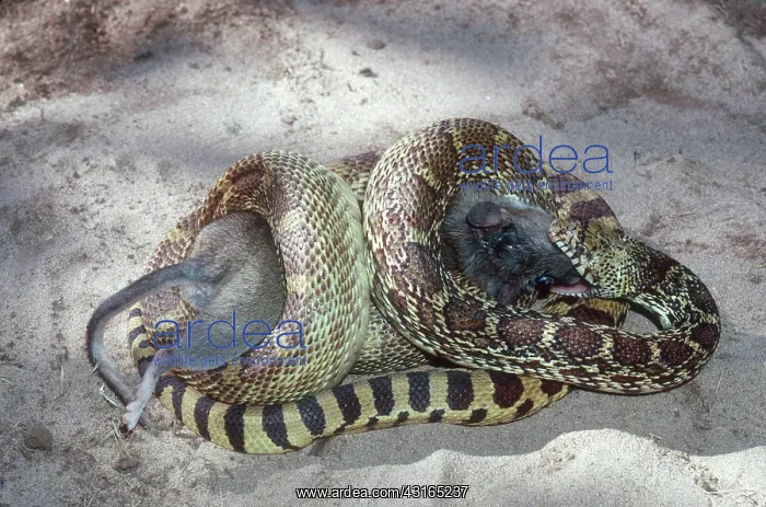 : Bullsnake Eating Woodrat : Bullsnake Eating Woodrat