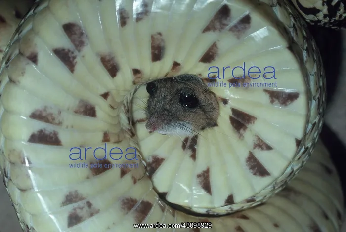 : Bullsnake Squeezing Mouse : Bullsnake Squeezing Mouse