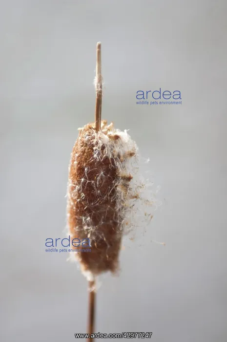 : Bulrush, Typha latifolia : Bulrush, Typha latifolia