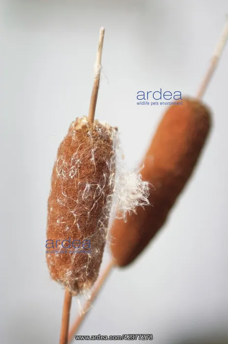 : Bulrush, Typha latifolia : Bulrush, Typha latifolia