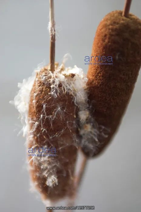 : Bulrush, Typha latifolia : Bulrush, Typha latifolia