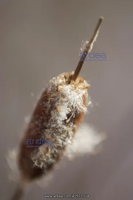 : Bulrush, Typha latifolia : Bulrush, Typha latifolia