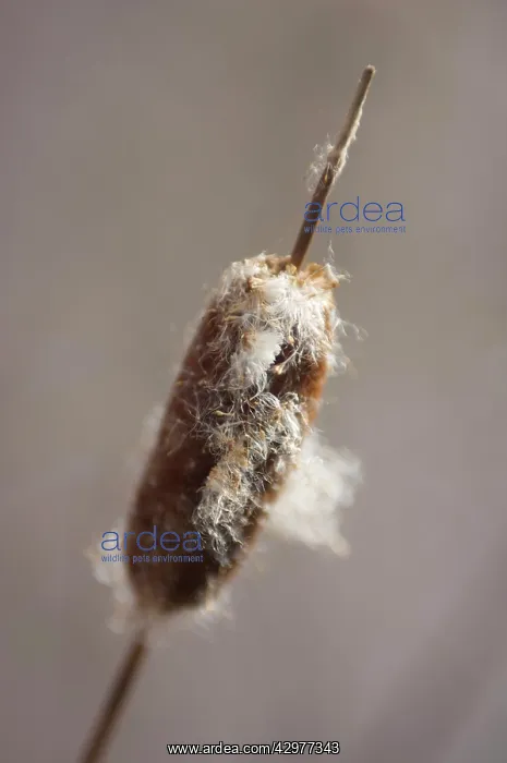  : Bulrush, Typha latifolia