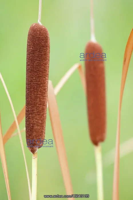 : Bulrush, Typha latifolia : Bulrush, Typha latifolia