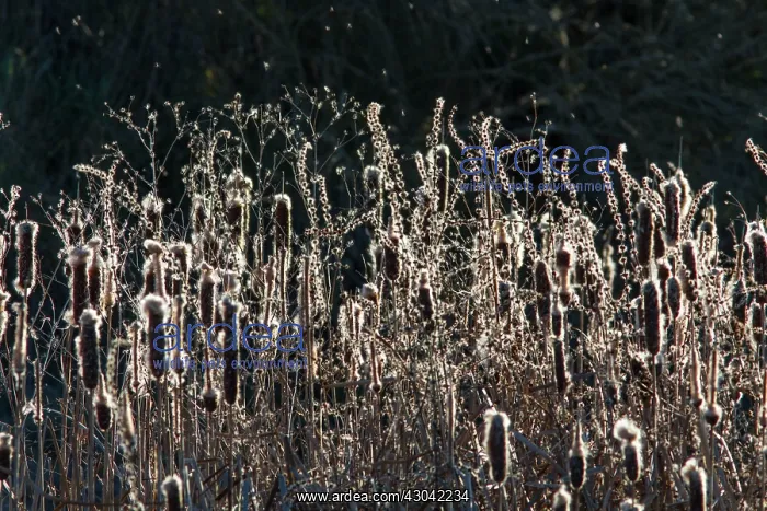  : Bulrush with wind blowing seeds
