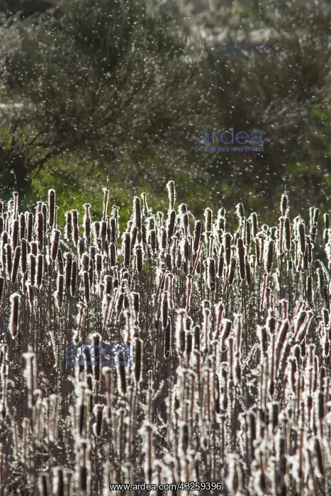  : Bulrush with wind blowing seeds
