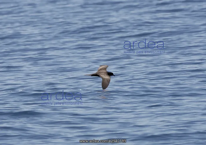 : Bulwer's Petrel - in flight over sea : Bulwer's Petrel - in flight over sea