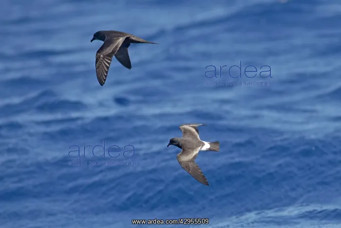 : Bulwer's Petrel and Madeiran Storm-Petrel (Oceanodroma : Bulwer's Petrel and Madeiran Storm-Petrel (Oceanodroma