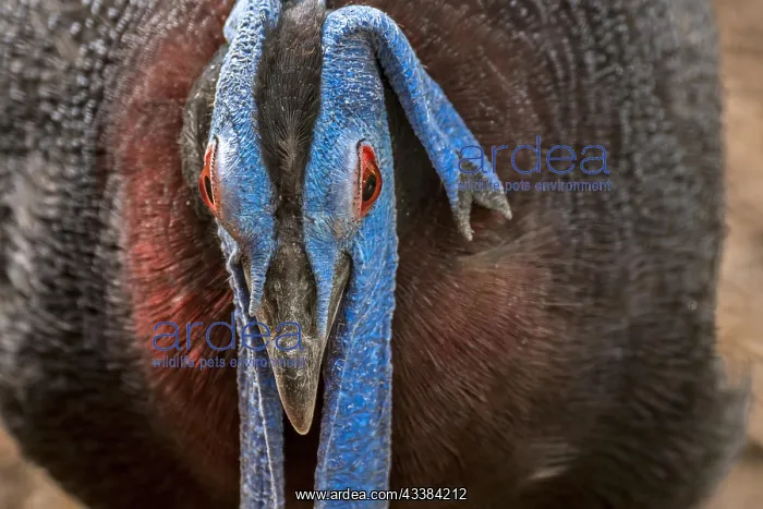 : Bulwer's pheasant, Bulwer's wattled pheasant, white-tailed : Bulwer's pheasant, Bulwer's wattled pheasant, white-tailed