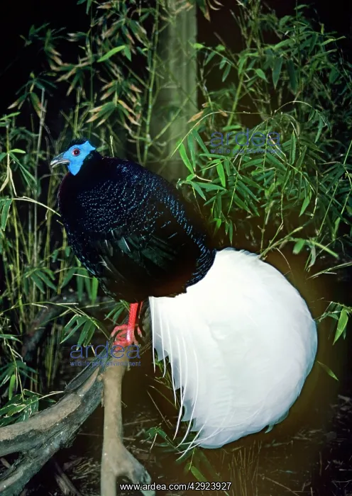 : Bulwer's Wattled Pheasant - male : Bulwer's Wattled Pheasant - male
