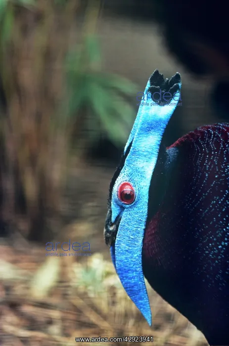 : Bulwer's Wattled Pheasant - male : Bulwer's Wattled Pheasant - male