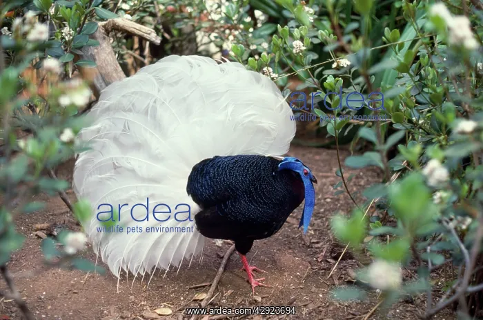 : Bulwer's Wattled Pheasant and White-tailed Wattled : Bulwer's Wattled Pheasant and White-tailed Wattled