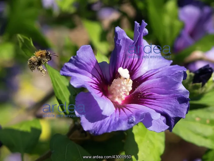 : Bumble Bee : Bumble Bee