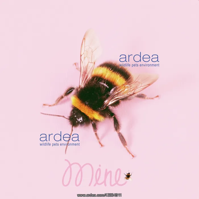 : Bumble Bee : Bumble Bee