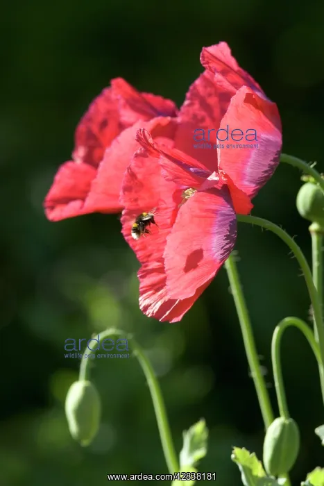 : Bumble Bee - approaching opium poppy flower : Bumble Bee - approaching opium poppy flower