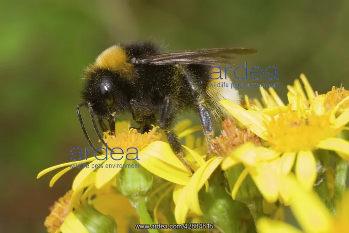 : Bumble Bee - collecting nectar : Bumble Bee - collecting nectar