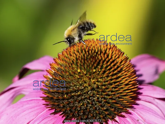 : Bumble Bee, feeding on Cone Flower, in Garden : Bumble Bee, feeding on Cone Flower, in Garden