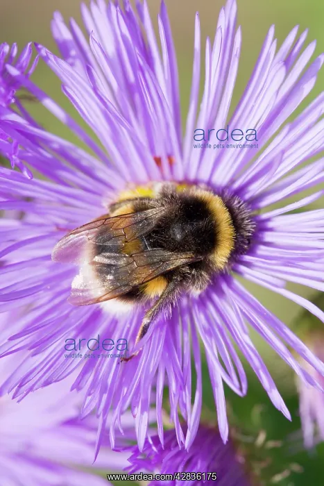 : Bumble Bee - feeding on Erigeron flower : Bumble Bee - feeding on Erigeron flower