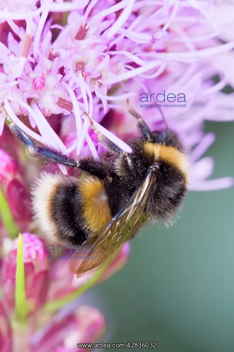 : Bumble Bee feeding from Liastris spicata Gay feathers : Bumble Bee feeding from Liastris spicata Gay feathers