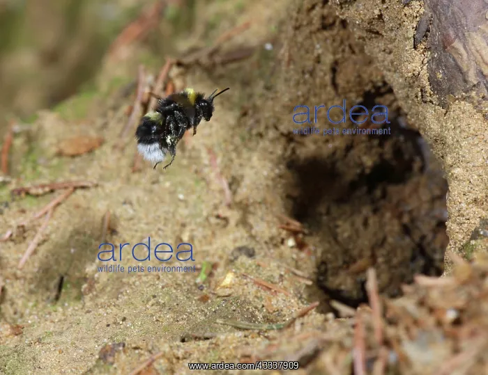 : Bumble Bee - flying to nest : Bumble Bee - flying to nest