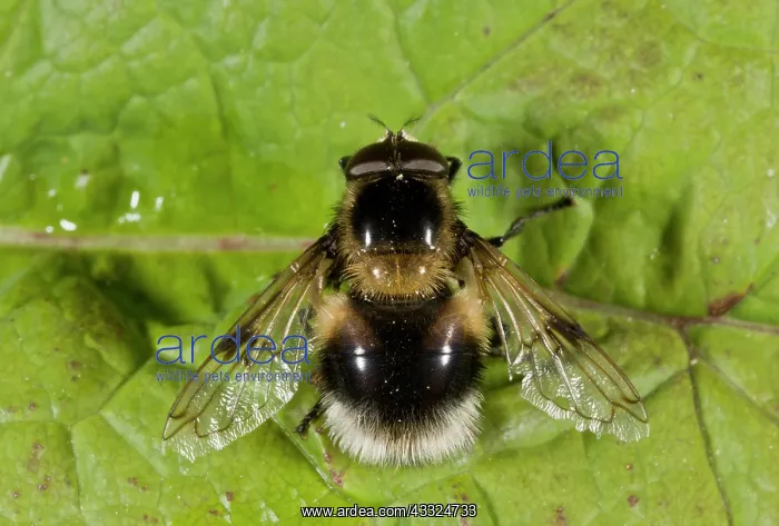 : Bumble-bee Mimic Hoverfly - mimicking a White-tailed : Bumble-bee Mimic Hoverfly - mimicking a White-tailed