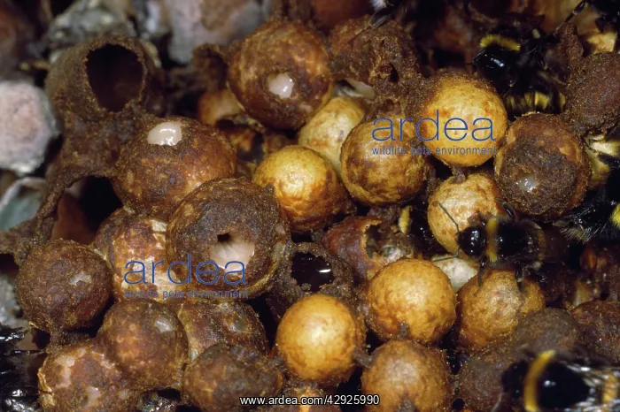  : Bumble Bee - nest