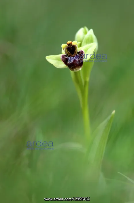 : Bumble Bee Orchid : Bumble Bee Orchid