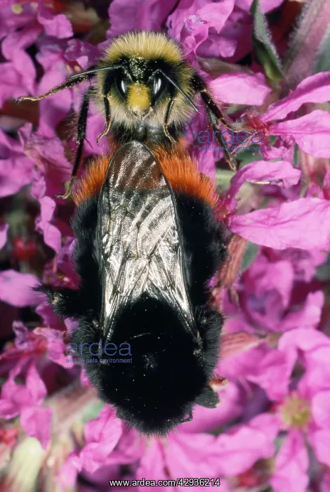 : Bumble Bee - pair mating : Bumble Bee - pair mating