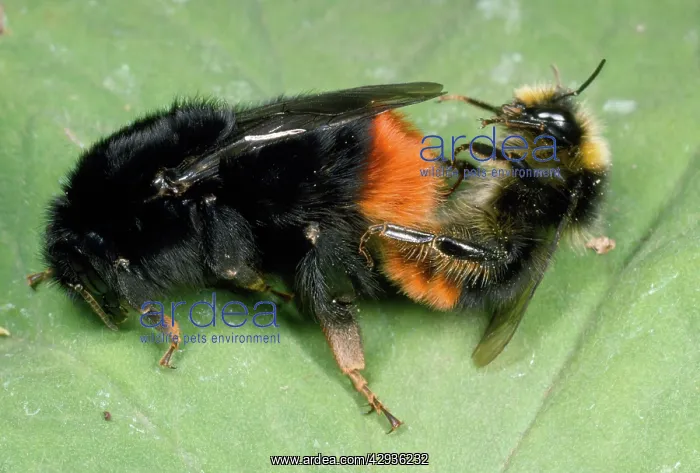 : Bumble Bee - pair mating : Bumble Bee - pair mating