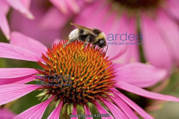 : Bumble Bee - on Purple Coneflower (Echinacea purpurea) : Bumble Bee - on Purple Coneflower (Echinacea purpurea)