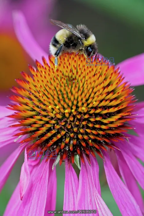 : Bumble Bee - on Purple Coneflower (Echinacea purpurea) : Bumble Bee - on Purple Coneflower (Echinacea purpurea)