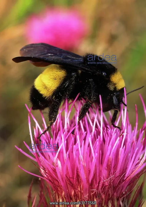 : Bumble Bee on thistle : Bumble Bee on thistle
