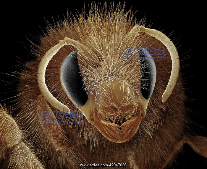 : Bumblebee (Bombus terrestris). Scanning Electron Micrograph (SEM) : Bumblebee (Bombus terrestris). Scanning Electron Micrograph (SEM)
