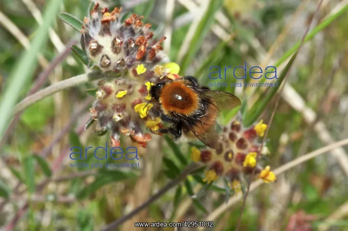 : Bumblebee (Bombus muscorum, Sub species: ag). North Uist - Outer Hebrides - Scotland : Bumblebee (Bombus muscorum, Sub species: ag). North Uist - Outer Hebrides - Scotland