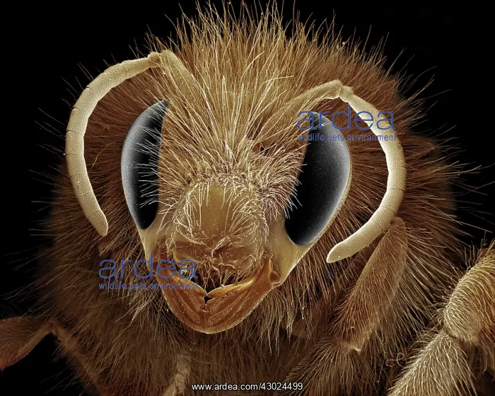 : Bumblebee Scanning Electron Micrograph (SEM): Magnification x40 (if print A4 size : Bumblebee Scanning Electron Micrograph (SEM): Magnification x40 (if print A4 size