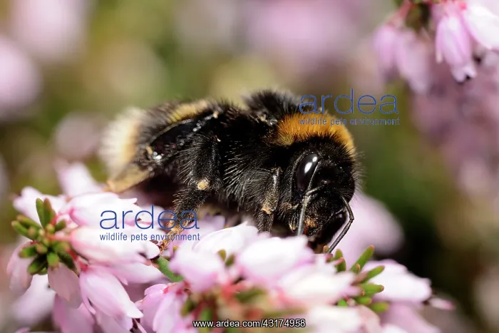 : Bumblebee. Bumble Bee (Bombus sp) feeding on heather flowers, England, Lincolnshire : Bumblebee. Bumble Bee (Bombus sp) feeding on heather flowers, England, Lincolnshire