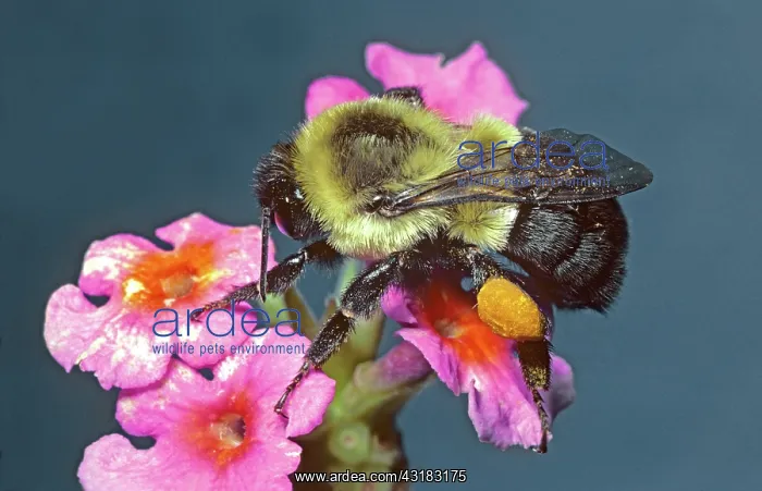 : Bumblebee, Bombus sp.; beneficial pollinator; has yellow pollen filled basket on rear leg : Bumblebee, Bombus sp.; beneficial pollinator; has yellow pollen filled basket on rear leg