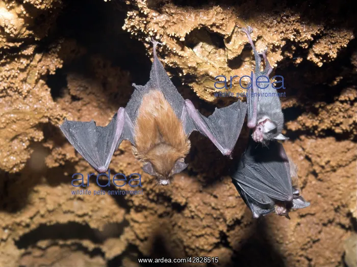: Bumblebee Bats / Kitti's Hog Nosed bats - From : Bumblebee Bats / Kitti's Hog Nosed bats - From