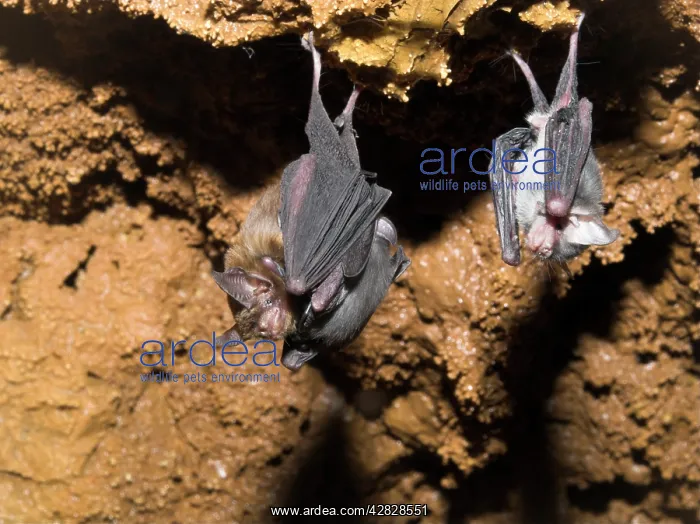 : Bumblebee Bats / Kitti's Hog Nosed bats - From : Bumblebee Bats / Kitti's Hog Nosed bats - From